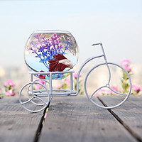Bể cá mini Xe Đạp Xì Teen Màu Trắng 29