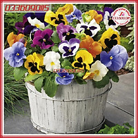 100 Hạt giống hoa pansy nảy mầm tốt dễ trồng dễ chăm sóc - hạt giống tuyển chọn loại 1