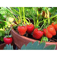 221A Hạt giống Dâu Tây Đỏ Chùm F1 (50 hạt)