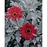 Tranh in màu decor trang trí Hoa Cúc3 _ African Daisy