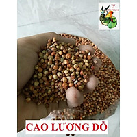 1KG HẠT BO BO ĐỎ (CAO LƯƠNG ĐỎ) cho THÚ CƯNG, VẸT, CHIM CẢNH