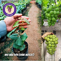Cây nho giống mẫu đơn (cây ghép) có hướng dẫn trồng cây