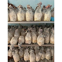 meo giống bào ngư xám