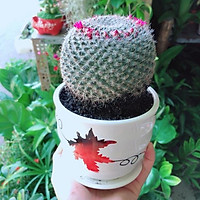 Chậu Xương Rồng Bánh Sinh Nhật