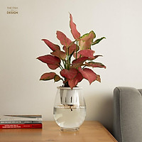 Bình cây vạn lộc hồng thủy sinh | THE FISH SIZE L (trang trí trong nhà, để bàn làm việc,...)