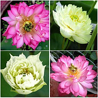 10 hạt giống sen cung đình trắng, hồng