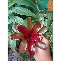 Dứa màu Fire Ball