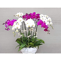 Lan hồ điệp giống nhiều màu