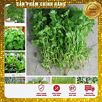 COMBO 12 loại hạt giống rau gia vị ngắn ngày cho vụ đông