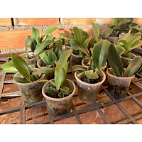 Lan cattleya cây giống - lan cát giống