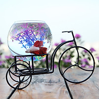 Bể cá mini Xe Đạp Xì Teen 29