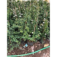 Cây hoa nguyệt quế ( sỉ ib sdt ) + Tặng 01 cây dâu da đất( bòn bon)