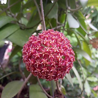 CÂY HOA CẨM CÙ trưởng thành đã cho hoa nhiều lần