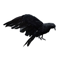 Halloween Simulation Black Crow Artificial Bird Prop Art And Crafts For Halloween Party Decoration