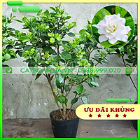 Cây Bạch Thiên Hương đã có nụ & hoa, bịch đen cao 90cm -1m, cây làm cảnh ra hoa thơm dễ chịu