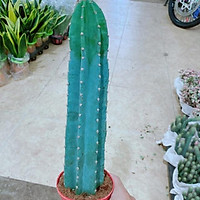 Xương Rồng Trụ