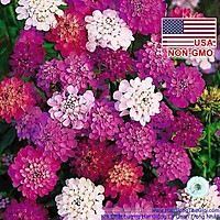100h Hạt Giống Hoa Tổ Ong Mix 30cm (C1.104| B10*V42)