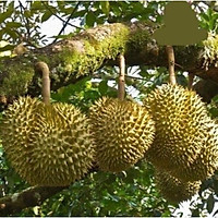 Cây giống sầu riêng ri6 siêu lùn trái sớm