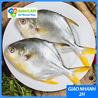 Cá Chim Vàng Anh Tươi AsterLAM 500g-700g - Cá Biển Nha Trang - Cam Kết Cá Tươi & Không Chất Bảo Quản