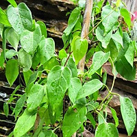 HẠT GIỐNG CÂY LÁ GIANG F1