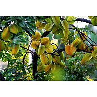 CÂY GIỐNG CÂY KHẾ CHUA, QUẢ SỚM, SIÊU QUẢ + Tặng 01 cây dâu da đất( bòn bon)