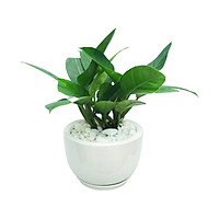 Cây Đế Vương Xanh Chậu Sứ Để Bàn Tặng Kèm Sỏi Trang Trí Và Dĩa Lót