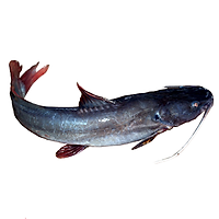 Cá lăng- 1KG