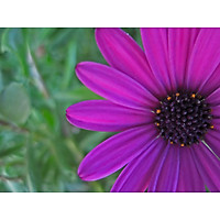 Tranh in màu decor trang trí Hoa Cúc16 _ African Daisy