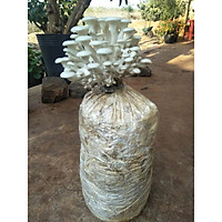 5 phôi nấm sò trắng