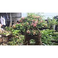 CHẬU CÂY Hồng ngọc mai bonsai , CHẬU CÂY LỚN ĐẸP, GIÁ RẺ + Tặng 01 cây dâu da đất( bòn bon)