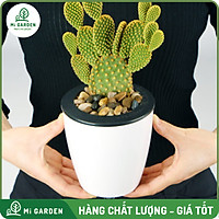Chậu nhựa tự tưới Trắng Mi Garden, chậu có 2 lớp tự tưới giúp bạn trồng cây dễ dàng trong gia đình hoặc văn phòng, đặc biệt dành riêng cho các bạn không có nhiều thời gian chăm sóc cây, chậu đẹp và bền, dùng để bàn, bếp hoặc ban công đều được