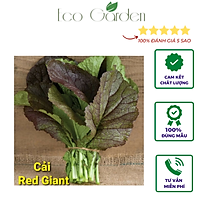 Hạt giống cải mù tạt Red Giant nhập Mỹ (300 hạt)