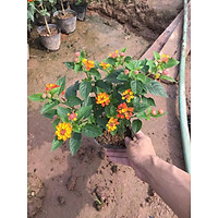 Cây hoa ngũ sắc trồng bịch bốn nhánh xum xuê hoa rực rỡ trang trí sân vườn hàng rào