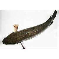 CÁ LÓC - 1KG