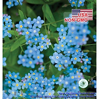 150h Hạt Giống Hoa Lưu Ly Forget Me Not (C1.202| B9*V45)