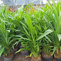 Cây lá nếp chuẩn (ảnh thật) cao 30cm