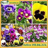 Gói 100 Hạt giống hoa pansy mix nhiều màu ngẫu nhiên, nảy mầm tốt dễ trồng dễ chăm sóc