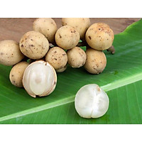 Cây bòn bon thái giống ,quả siêu ngọt , siêu ngonFreeship Giảm Giá Sốc