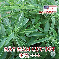 5h Hạt Giống Cỏ Ngọt Stevia (B3.202| C26*V32)