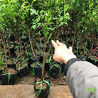 Cây giống Lựu Đỏ Lùn Ai Cập .