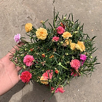 Cây hoa nhài nhật bán kính 40cm, rất dễ trồng và chăm sóc, ra hoa quanh năm thích hợp trang trí sân vườn