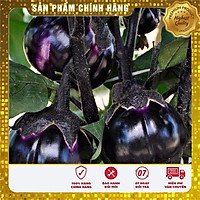 Hạt giống cà bát tìm dễ trồng chậu và thùng xốp