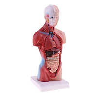 Medical Kits 28cm Human Torso with Viscera Heart Skeleton Model Lab Supplies