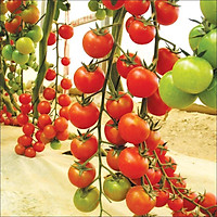 Gói 30 hạt giống cà chua cherry chuỗi ngọc siêu ngọt