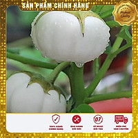 Hạt giống cà đĩa trắng trồng chậu trồng thùng xốp hat giong ca dia