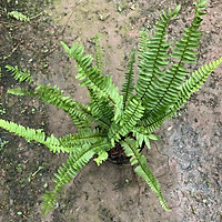 Cây hoa kim đồng vàng cao 35cm, rất dễ trồng cực sai hoa và nở quanh năm, thích hợp trồng trang trí cảnh quan, sân vườn