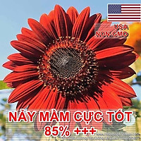 30h Hạt Giống Hoa Hướng Dương Đỏ Velvet (C1.301| B5*V62)
