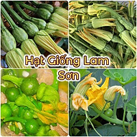 HẠT GIỐNG BÍ SIÊU NỤ - Món Ăn Ngon, Bổ, Tốt Cho Sức Khỏe.