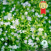 100h Hạt Giống Hoa Baby Breath Lùn Rải Thảm TRẮNG (C1.203|B7*X58)