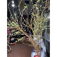 Cây hoa mai rừng Sapa ️Siêu Giảm Giá️